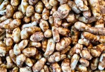 Kencur, Rempah Tradisional yang Baik untuk Menjaga Kesehatan Tubuh