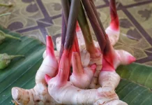 Laos, Rempah Dapur Kaya Khasiat bagi kesehatan Tubuh