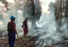Empat Titik Karhutla Terjadi dalam Sehari, BPBD Kobar Bergerak Cepat