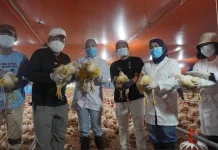 Panen 24 Ribu Broiler Perkuat Ketahanan Pangan Kalteng