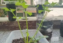 Budidaya Seledri, Peluang Usaha Hortikultura yang Menjanjikan
