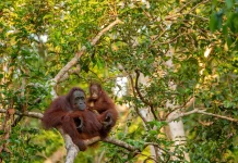Hari Hutan Indonesia, Momentum Evaluasi Perlindungan Hutan