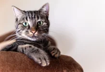 Sejarah Hari Kucing Internasional dan Makna Peringatannya