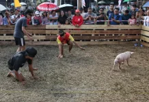 Meriahkan HUT Kemerdekaan, KKD Dusmala-Tebama Gelar Lomba Menangkap Anak Babi