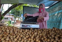 Penyebab Kulit Langsat Cepat Menghitam