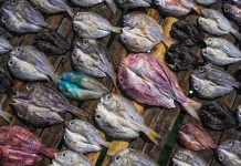 Proses Pengawetan Menentukan Perbedaan Ikan Asin dan Ikan Kering