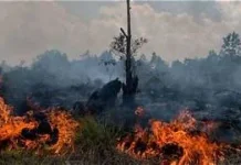 Pemprov Kalteng Perkuat Pengawasan Titik Rawan Kebakaran Hutan dan Lahan