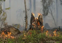 Kelalaian Jadi Salah Satu Faktor Penyebab Karhutla di Kalteng