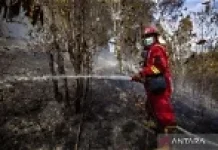 Petugas Pengendalian Kebakaran Hutan dan Lahan Padamkan Api di Tumbang Nusa