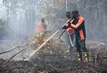 BPBD Palangka Raya Masih Berupaya Padamkan Karhutla