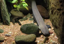 Daging Ikan Sidat Bernilai Gizi Tinggi bagi Kesehatan Tubuh