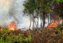 Awas Benda Mengilap, Pantulan Cahaya Matahari Bisa Jadi Pemicu Kebakaran
