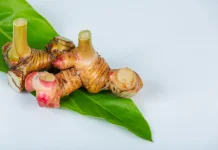 Lengkuas, Rempah Tradisional yang Tak Lekang Waktu