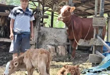 Sapi Peternak di Kobar Melahirkan Pedet Kembar Hasil Inseminasi Buatan
