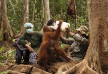 Hari Orangutan Sedunia 2026, Yayasan BOS Serukan Aksi Nyata Jaga Hutan