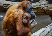 Hari Orangutan Sedunia, Dorong Perlindungan Satwa dan Hutan