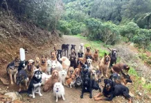 Pentingnya Memperlakukan Anjing dan Hewan Peliharaan Lainnya dengan Baik