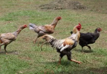 Ayam Kampung, Unggas Dekat Manusia yang Penuh Kejutan