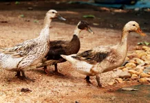 Bebek Pekarangan, Unggas Air dengan Banyak Keunikan