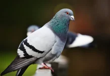 Burung Merpati, Unggas Kota dengan Kemampuan Istimewa