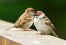 Burung Gereja, Unggas Kecil yang Sangat Adaptif