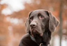 Hari Anjing Sedunia Dorong Kepedulian Terhadap Semua Anjing