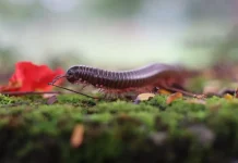 Ensiklopedia Diplopoda, Mengenal Morfologi dan Ekologi Kaki Seribu