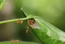 Mengenal Lebih Dekat Oecophylla smaragdina, Semut Rangrang dan Habitat Alaminya