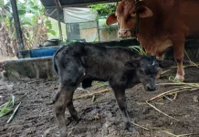 Tingkatkan Genetik Ternak, Pedet Persilangan IB Lahir di Kobar
