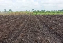 Tanaman Produktif yang Bisa Ditanam di Lahan Gambut
