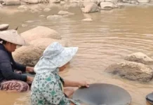 Mandulang Emas Tradisional Masih Bertahan ditengah Perubahan Zaman