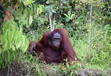 Kerusakan Lahan Mengganggu Kehidupan Satwa di Kalimantan Tengah