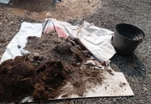 Campuran Tanah Subur dan Pupuk, Kunci Menyiapkan Media Tanam