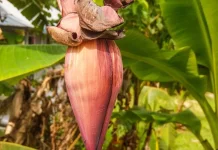 Tumis Jantung Pisang, Sederhana tapi Menggugah Selera