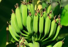 Tumis Pisang Muda yang Viral, Sederhana tapi Menggugah Selera