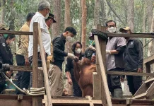 Wapres RI Tinjau Perawatan Orangutan Terdampak Karhutla