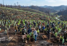 Langkah Nyata Reboisasi Pasca Karhutla, Menghidupkan Kembali Flora dan Fauna