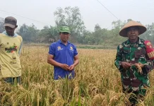 Petani Jalan Alson II Keluhkan Lahan Retak, Hasil Pertanian Tidak Maksimal