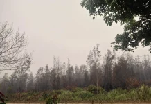 Musim Kemarau Panjang, Memicu Terjadinya Kebakaran Lahan