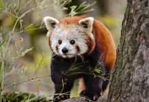 Hari Panda Merah Internasional, Ingatkan Pentingnya Menjaga Habitat