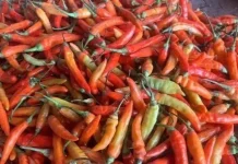 Harga Cabai di Pasar Tradisional Palangka Raya Tembus Rp140 Ribu