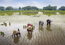 Hari Tani Nasional, Kuatkan Peran Petani untuk Ketahanan Pangan