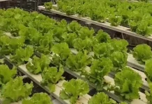 Budidaya Daun Selada, Manfaatkan Lahan Pekarangan Jadi Lebih Produktif