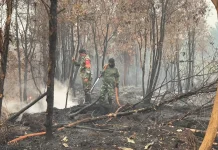 Tiga Perusahaan Kalteng Diduga Lakukan Pembakaran Lahan Berulang