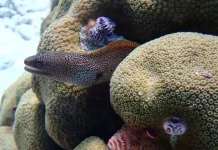 Belut Laut, Penghuni Celah Karang yang Lebih Sering Menunggu Mangsa