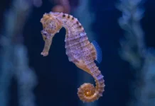 Kuda Laut, Ikan Unik yang Bentuk Tubuhnya Menyerupai Kuda