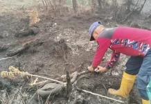 Sejumlah Satwa Langka Ditemukan Mati Terbakar Karhutla