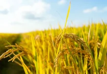 Polikultur Jadi Strategi Petani Hadapi Kemarau Panjang Kalteng