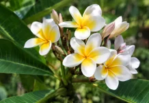 Bunga Kamboja, Tanaman Cantik yang Kaya Makna