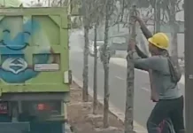 Cegah Pohon Tumbang, DLH Kobar Tebang Vegetasi Mati Dampak Kemarau